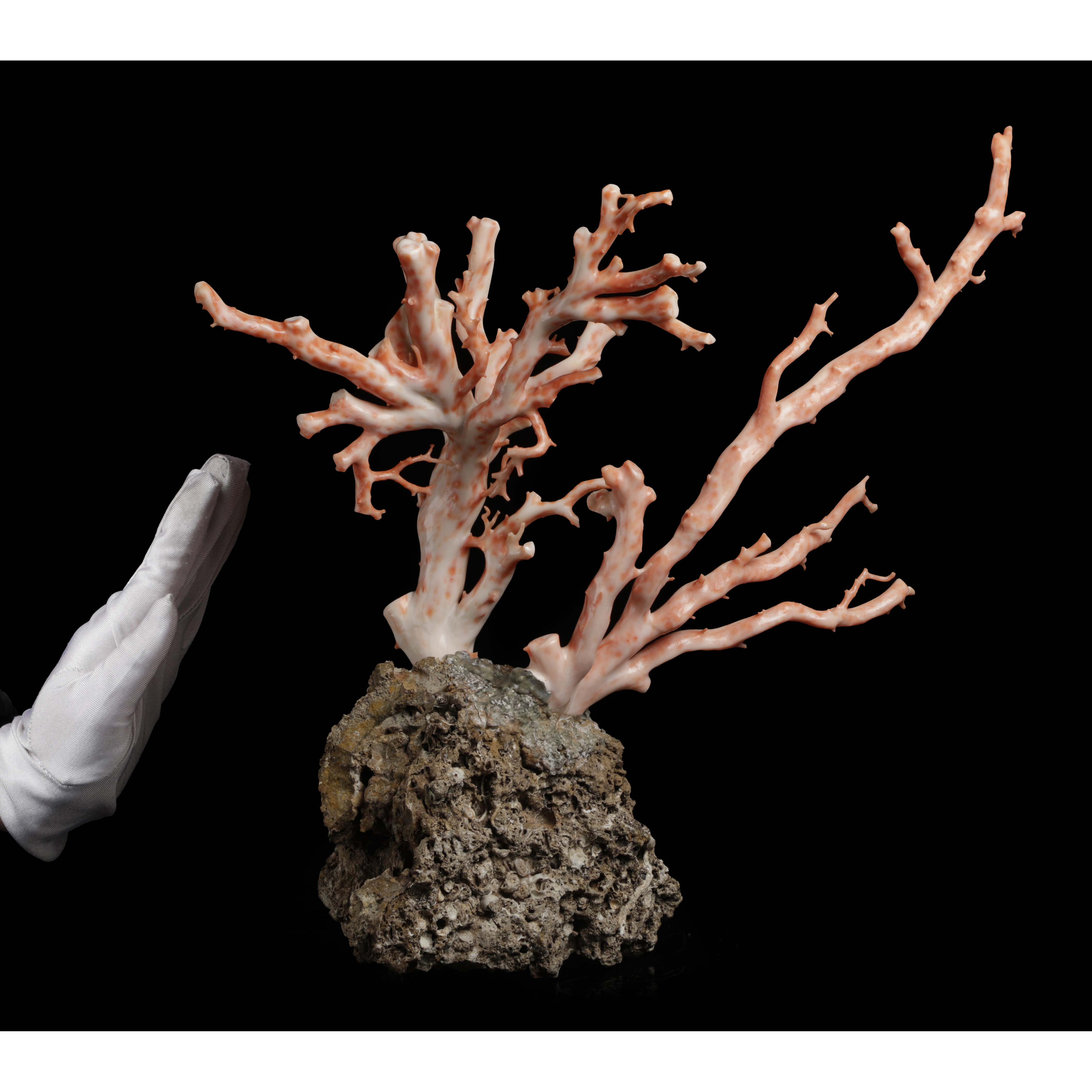 天然珊瑚 二拍)山海經拍賣-天然珊瑚原枝賞件含石總重2.5kg 內地絕對無法運送(MH