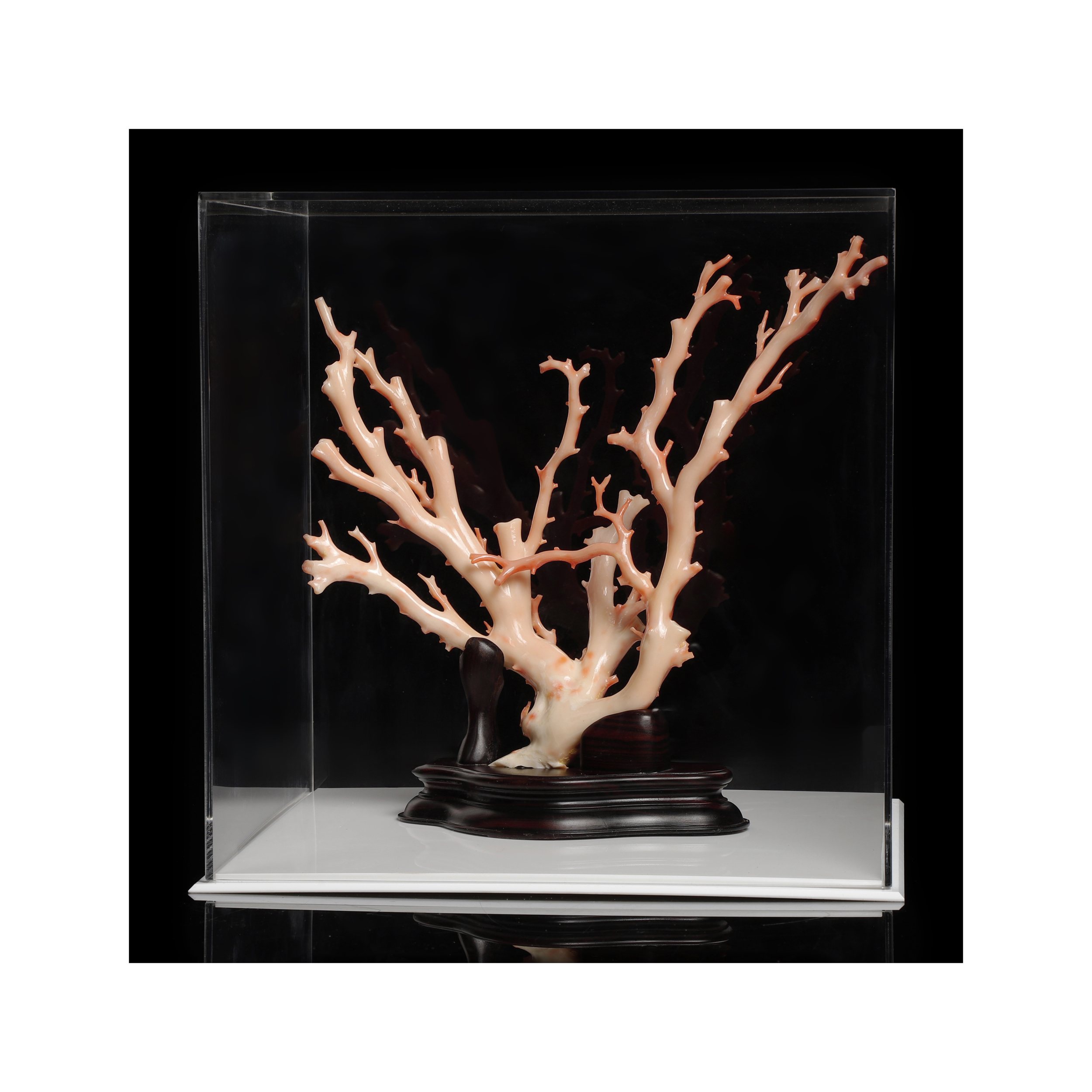 貴重　珊瑚原木　89,6g 高知県産『血赤珊瑚』巨大 300ct | 東京書芸館公式通販ウェブ
