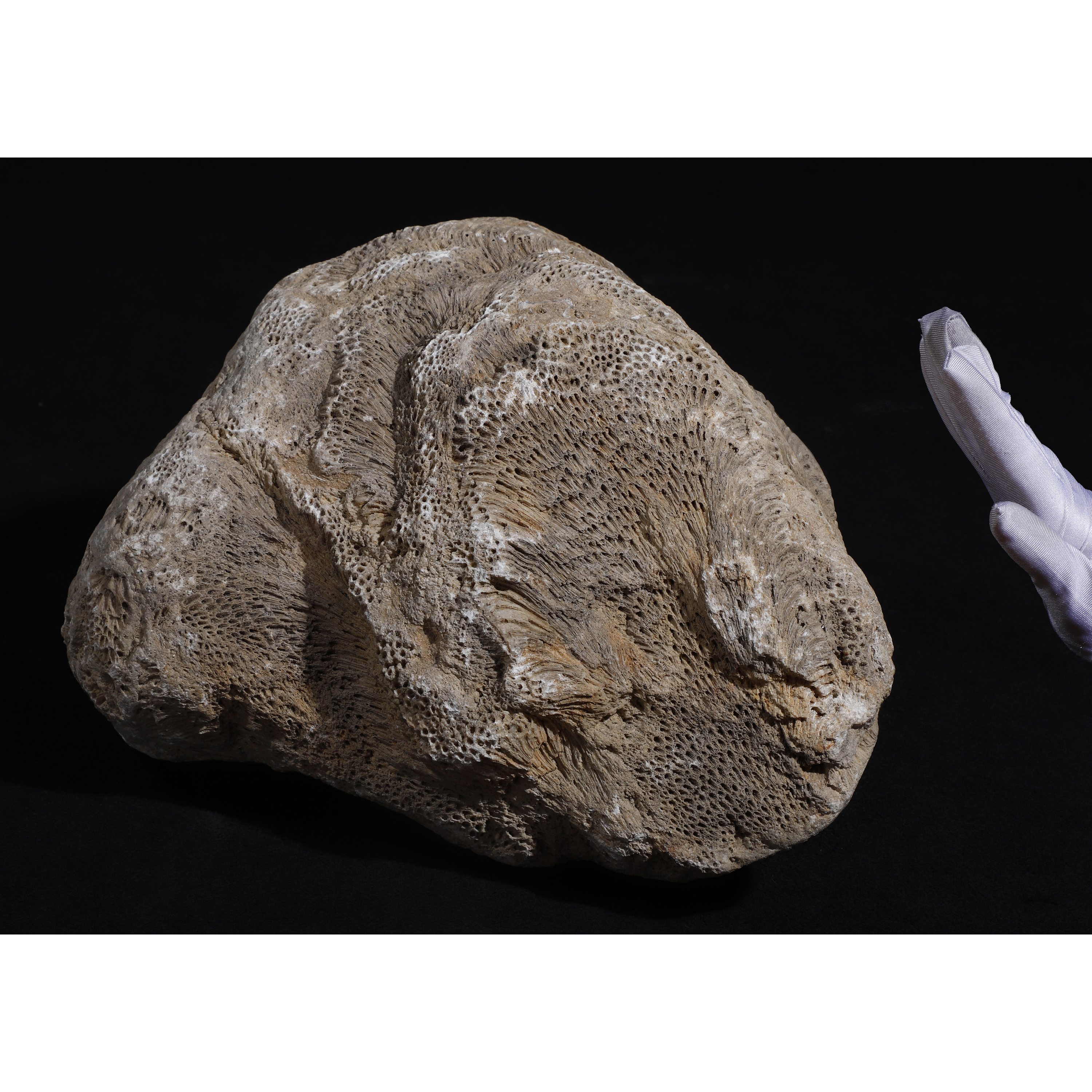 珊瑚化石4.5kg ーt899 【公式通販】